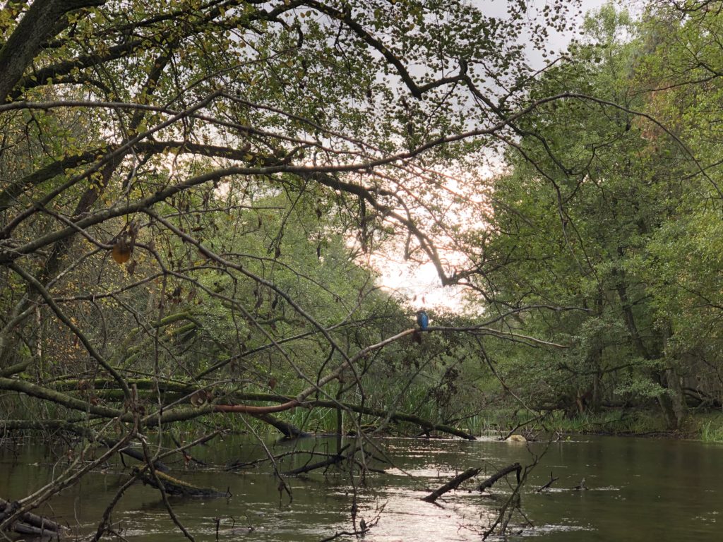 Spływ Korytnicą | Wyprawy z psem dookoła Drawieńskiego Parku Narodowego
