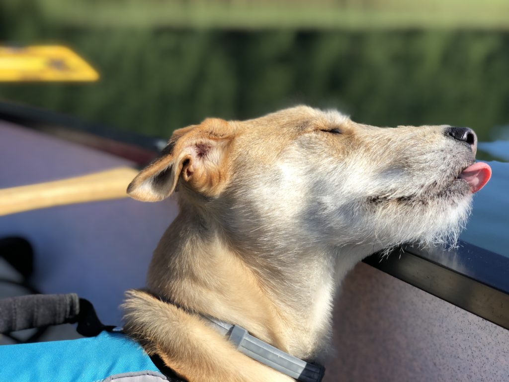 Spływ z psem | Wyprawy z psem